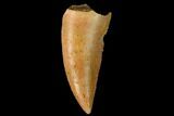 Serrated, Raptor Tooth - Real Dinosaur Tooth #160034-1